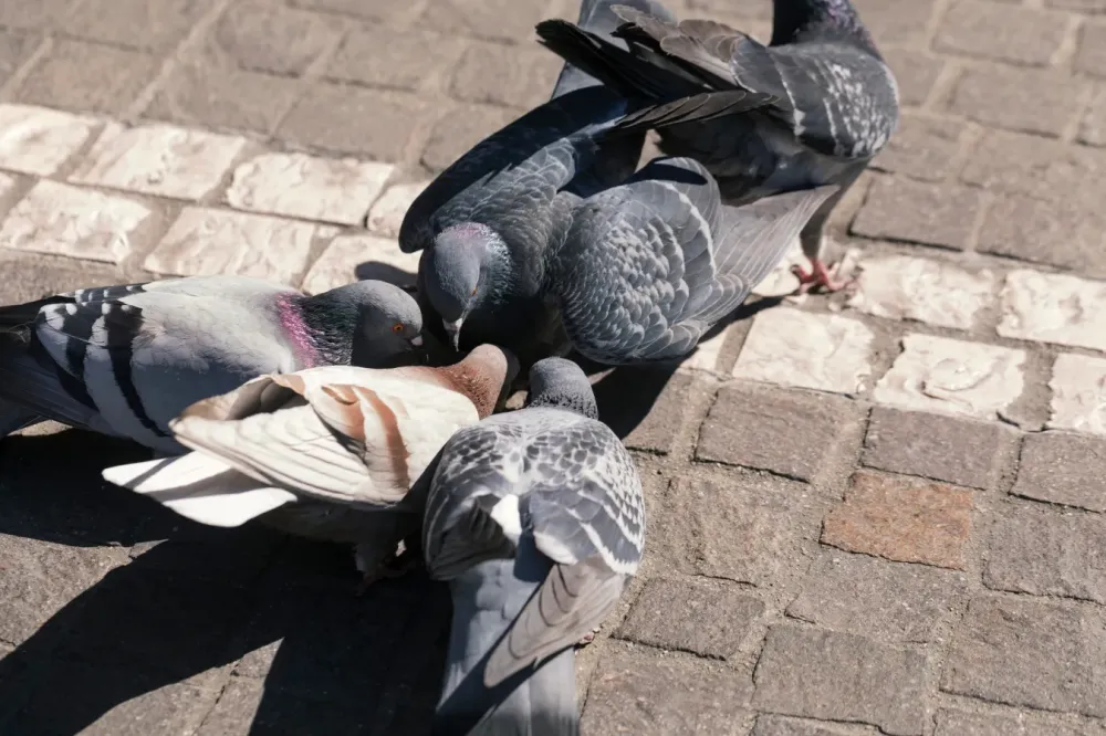 Dépigeonnage à Plélan-le-Grand