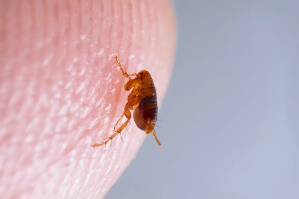 Extermination de puce à Plélan-le-Grand