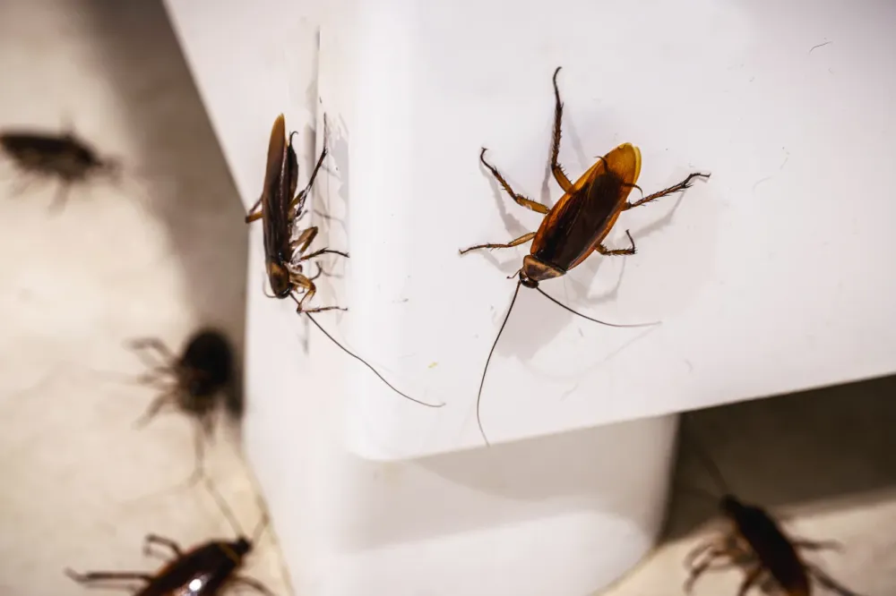Extermination nuisibles à Plélan-le-Grand